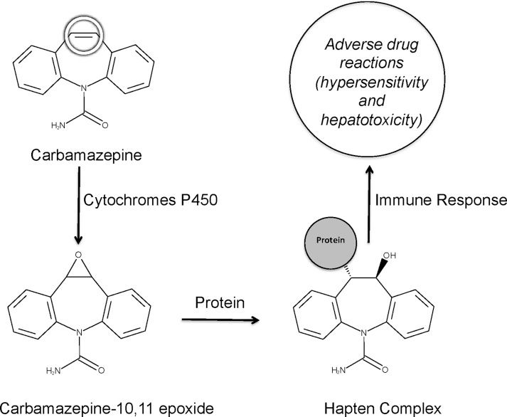 Diagram: cytochromes P450 convert carbamazepine to carbamazepine-10,11-epoxide, which binds protein to form a hapten complex that triggers an immune response and adverse drug reactions.