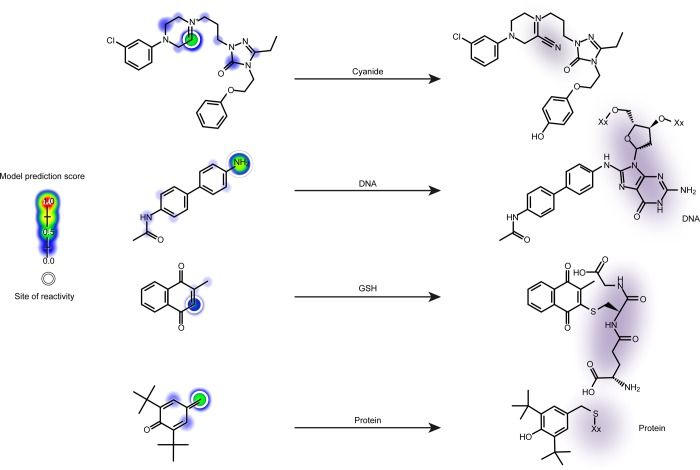 Four molecules with predicted reactive sites highlighted, each shown reacting with cyanide, DNA, glutathione or protein.